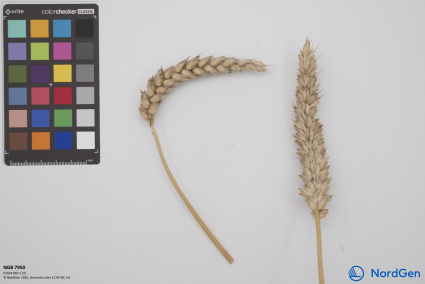 Click for 2 image(s) for this accession. SPIKE