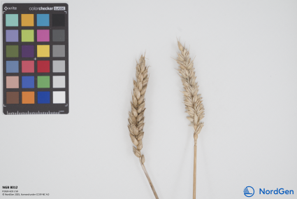 Click for 1 image(s) for this accession. SPIKE