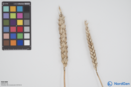 Click for 1 image(s) for this accession. SPIKE