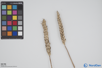 Click for 1 image(s) for this accession. SPIKE