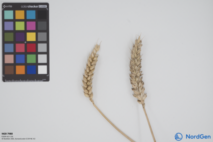 Click for 1 image(s) for this accession. SPIKE