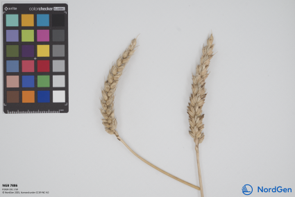 Click for 1 image(s) for this accession. SPIKE