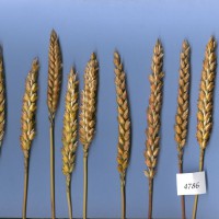 Click for 2 image(s) for this accession. Image