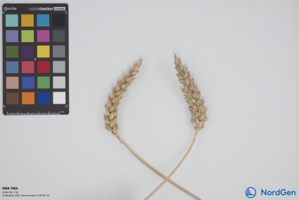 Click for 1 image(s) for this accession. SPIKE