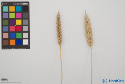 Click for 2 image(s) for this accession. SPIKE