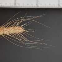 Click for 2 image(s) for this accession. Image