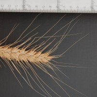 Click for 2 image(s) for this accession. Image