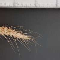 Click for 2 image(s) for this accession. Image