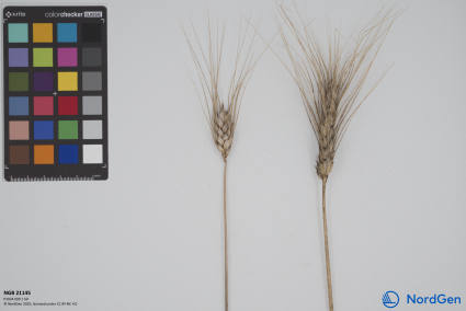 Click for 3 image(s) for this accession. SPIKE