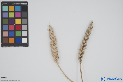 Click for 1 image(s) for this accession. SPIKE