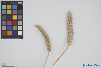 Click for 1 image(s) for this accession. SPIKE