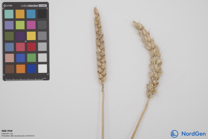 Click for 2 image(s) for this accession. SPIKE