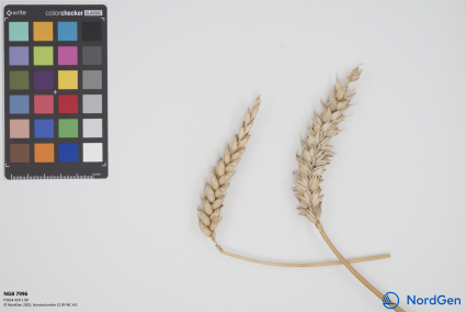 Click for 1 image(s) for this accession. SPIKE