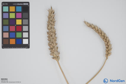 Click for 1 image(s) for this accession. SPIKE