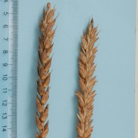 Click for 3 image(s) for this accession. Image