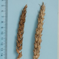 Click for 9 image(s) for this accession. Image