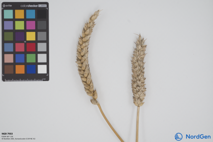 Click for 1 image(s) for this accession. SPIKE