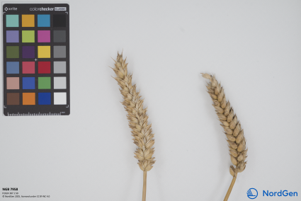 Click for 1 image(s) for this accession. SPIKE