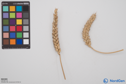 Click for 2 image(s) for this accession. SPIKE