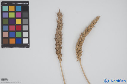 Click for 1 image(s) for this accession. SPIKE