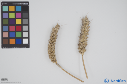 Click for 1 image(s) for this accession. SPIKE