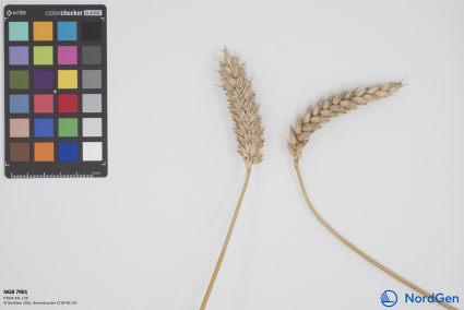 Click for 1 image(s) for this accession. SPIKE