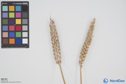 Click for 1 image(s) for this accession. SPIKE