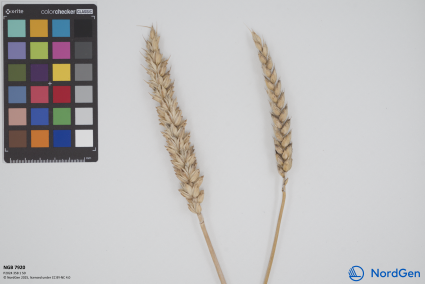 Click for 1 image(s) for this accession. SPIKE