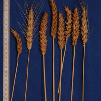 Click for 4 image(s) for this accession. Image