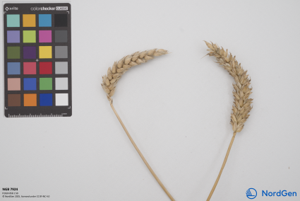 Click for 2 image(s) for this accession. SPIKE