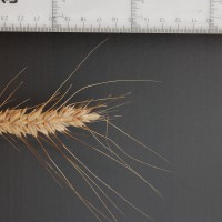 Click for 2 image(s) for this accession. Image