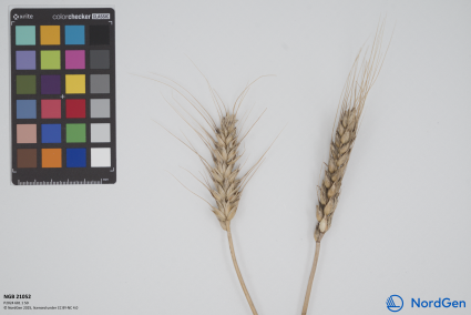 Click for 2 image(s) for this accession. SPIKE