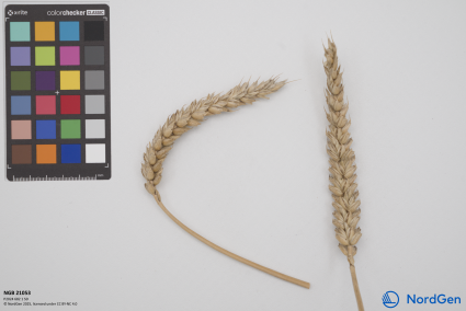 Click for 5 image(s) for this accession. SPIKE