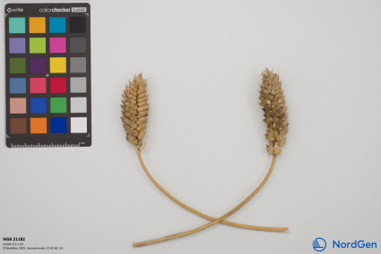 Click for 5 image(s) for this accession. SPIKE