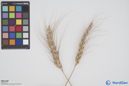 Click for 3 image(s) for this accession. SPIKE