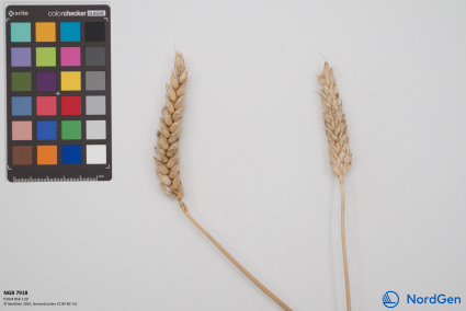 Click for 2 image(s) for this accession. SPIKE