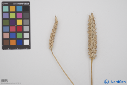 Click for 2 image(s) for this accession. SPIKE