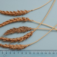 Click for 5 image(s) for this accession. Image