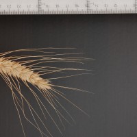 Click for 2 image(s) for this accession. Image