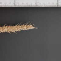 Click for 2 image(s) for this accession. Image