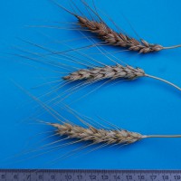 Click for 1 image(s) for this accession. Image