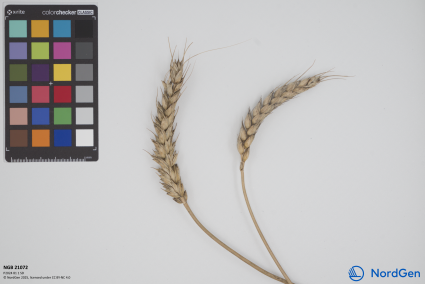 Click for 1 image(s) for this accession. SPIKE