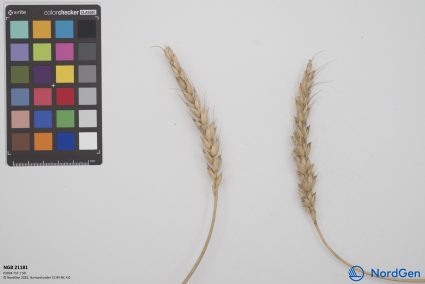 Click for 9 image(s) for this accession. SPIKE