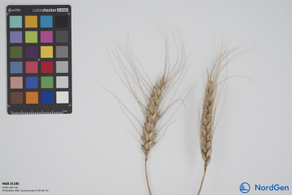 Click for 3 image(s) for this accession. SPIKE