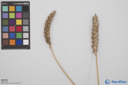 Click for 2 image(s) for this accession. SPIKE