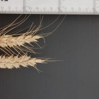 Click for 6 image(s) for this accession. Image