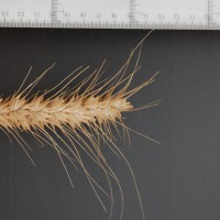 Click for 2 image(s) for this accession. Image