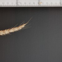 Click for 2 image(s) for this accession. Image