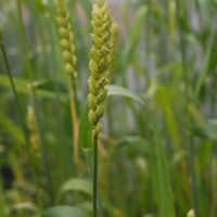 Click for 2 image(s) for this accession. Image