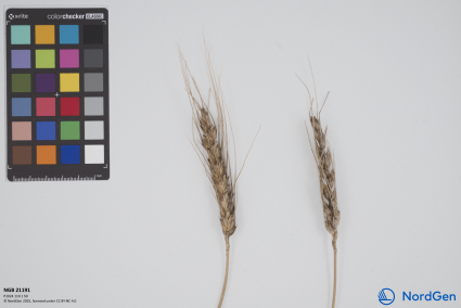 Click for 3 image(s) for this accession. SPIKE